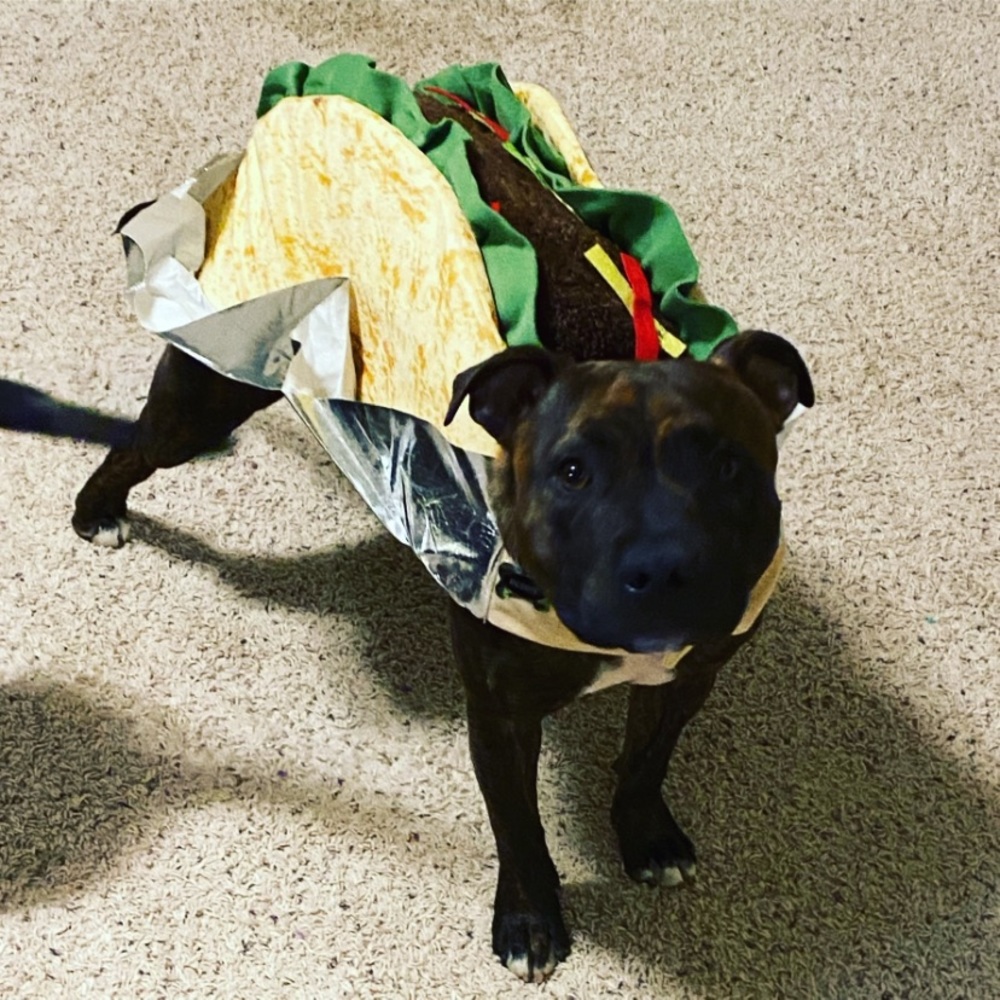 Dog Burrito costume 🌯 size medium
